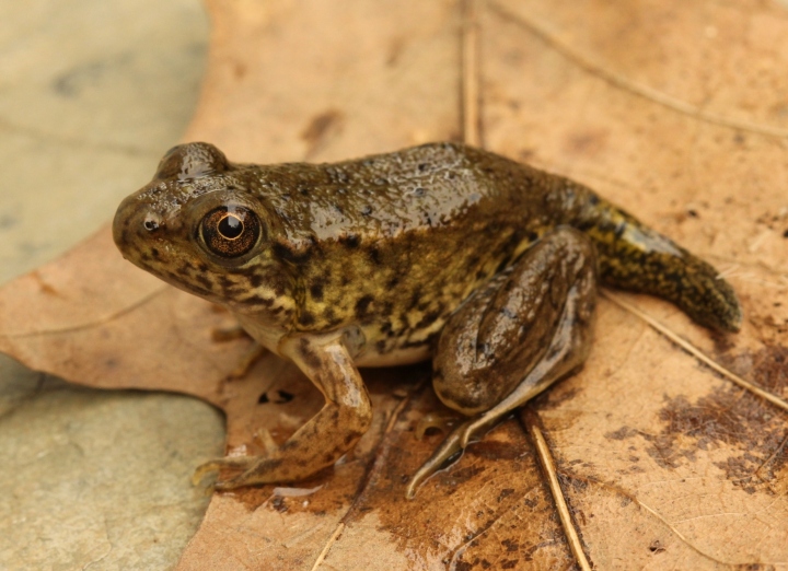 Green Frog
